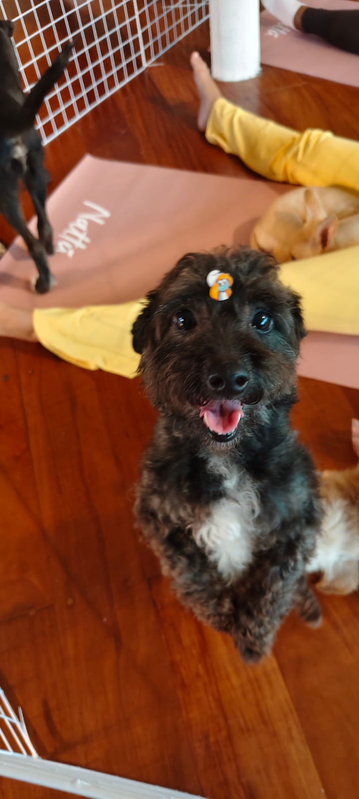 Perro feliz